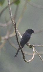 Dicrurus caerulescens