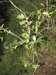 Sclerocroton integerrimus