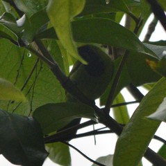 Chloropsis aurifrons