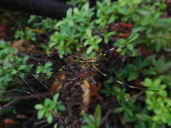 Trichonephila clavata