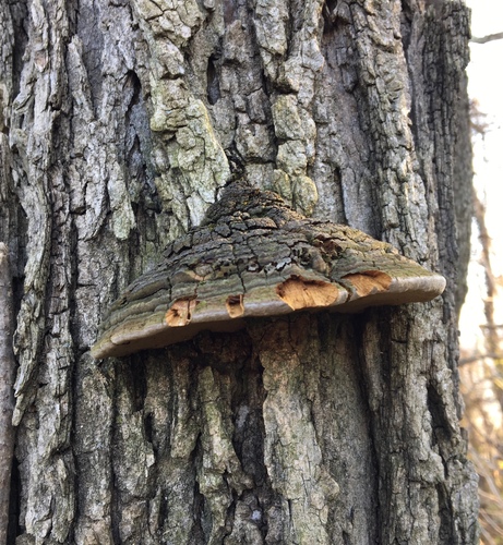 Cracked Cap Polypore