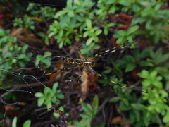 Trichonephila clavata