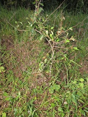 Sclerocroton integerrimus