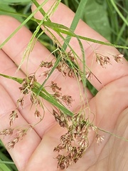 Luzula luzuloides rubella