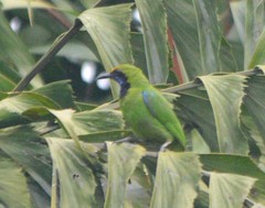 Chloropsis aurifrons