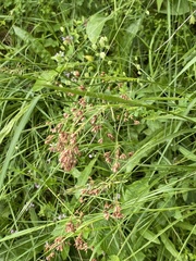 Luzula luzuloides rubella