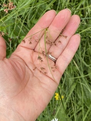 Luzula luzuloides rubella