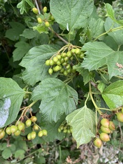 Viburnum opulus