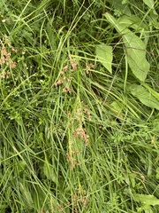 Luzula luzuloides rubella