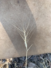 Aegilops triuncialis