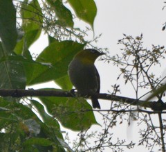 Zosterops ceylonensis