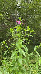 Epilobium hirsutum