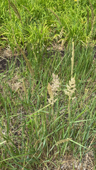 Calamagrostis epigejos