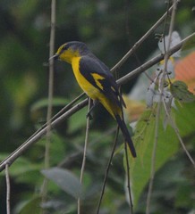 Pericrocotus flammeus