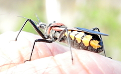 Rhynocoris segmentarius