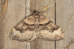 Xanthorhoe abrasaria