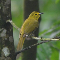 Iole indica