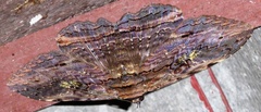Anisoneura aluco