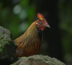 Gallus lafayettii