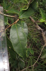 Sclerocroton integerrimus