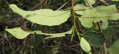Sclerocroton integerrimus