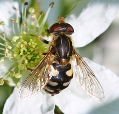 Parhelophilus rex