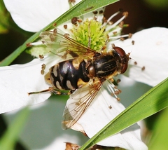 Parhelophilus rex