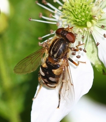 Parhelophilus rex