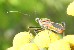 Rhynocoris segmentarius