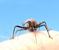 Rhynocoris segmentarius
