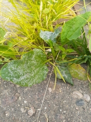 Plantago major