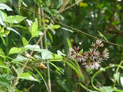 Ixora nigricans