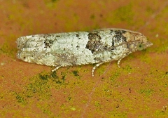 Pseudexentera knudsoni