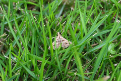 Diasemia accalis