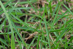 Diasemia accalis