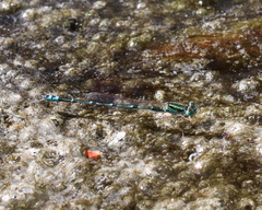 Austroagrion exclamationis