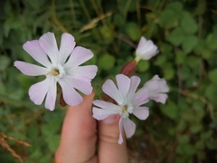Silene × hampeana