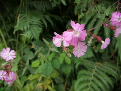 Silene × hampeana