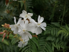 Silene × hampeana