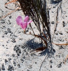 Tritonia squalida