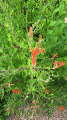 Anisacanthus quadrifidus
