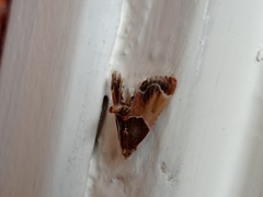 Pyralis farinalis