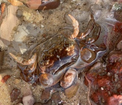 Cyclograpsus granulosus