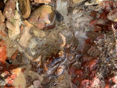 Cyclograpsus granulosus