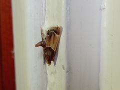 Pyralis farinalis