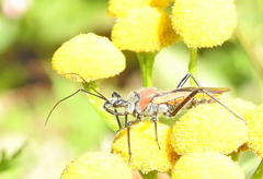 Rhynocoris segmentarius