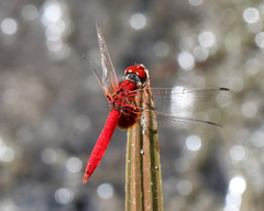 Aethriamanta circumsignata