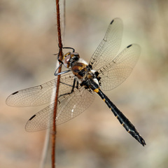 Helocordulia selysii
