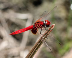 Aethriamanta circumsignata