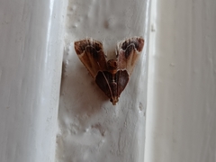 Pyralis farinalis